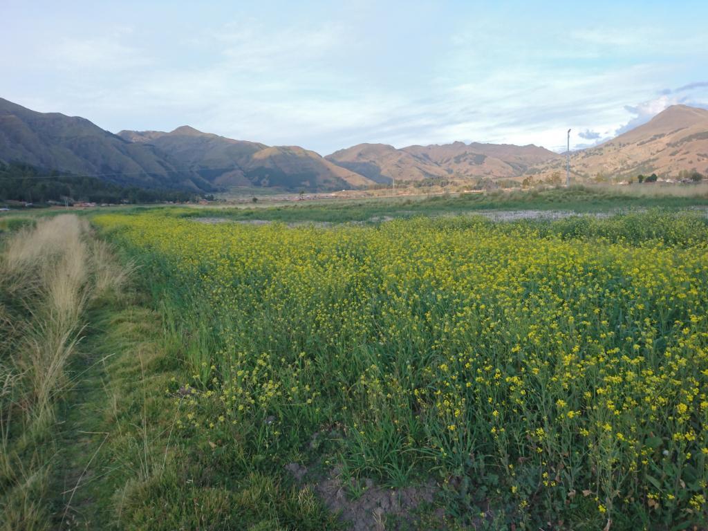 por Urgencia Se Vende Terreno en Sicuani