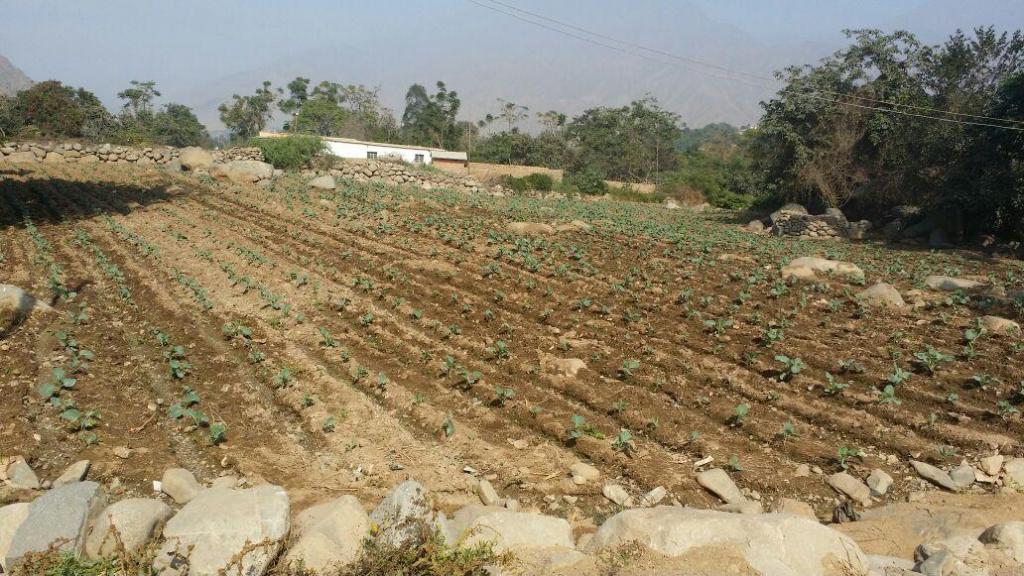 venta de terreno en pedregalcarretera a simbal