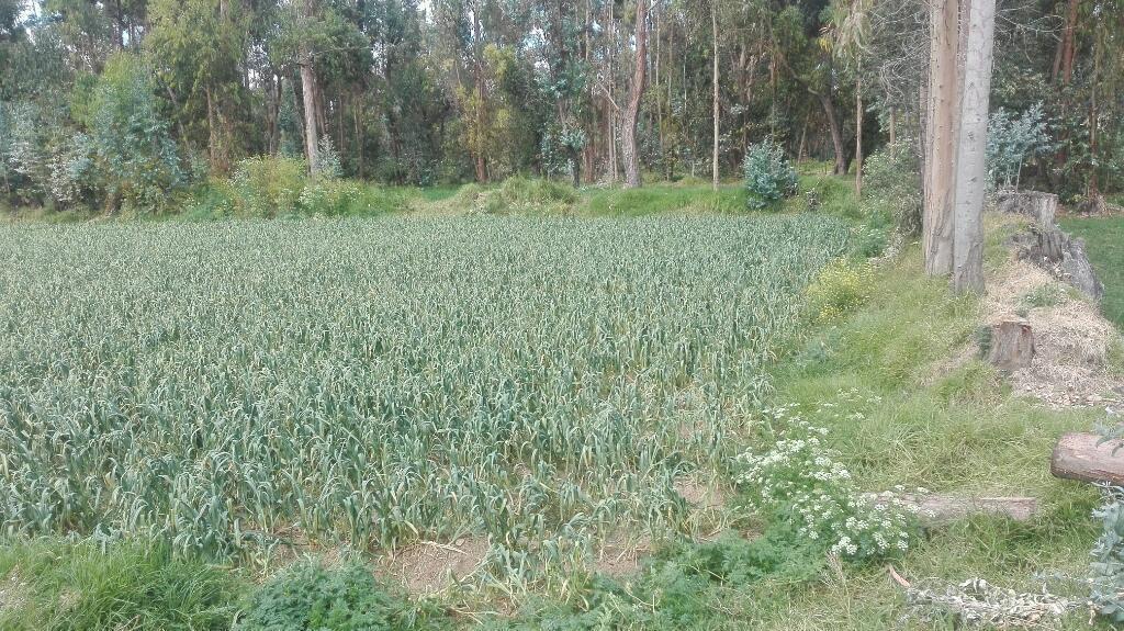 Vendo Terreno Agricola Registrado