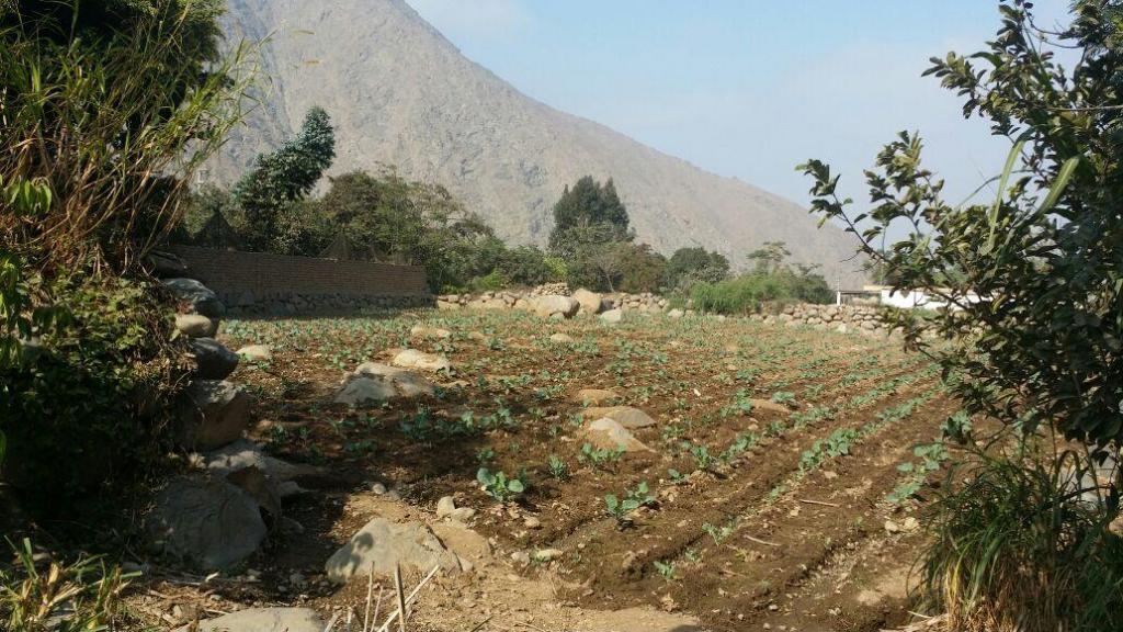 TERRENO EN VENTA EN PEDREGAL CARRETERA SIMBAL