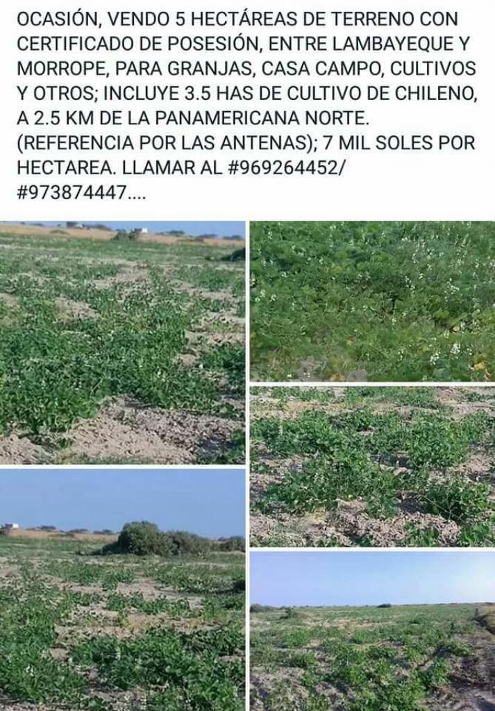 Terreno de Cultivo