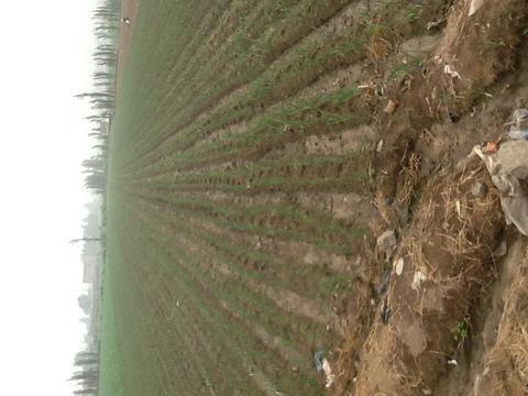 Venta terreno en km 31.5 carabayllo