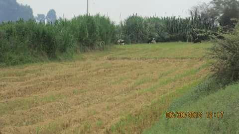 Terreno Arrocero , MochumiLAMBAYEQUE