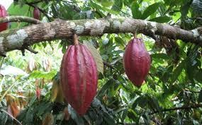 Remata de terreno con produccion de cacao