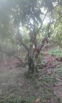 venta de chacra en produccion de cacao y frutas