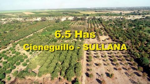 Vendo terreno agrícola de 65,000 m2 en Cieneguillo en