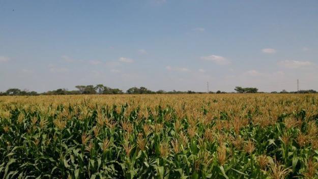 VENDO 10 HECTAREAS DE TERRENO EN JAYANCA