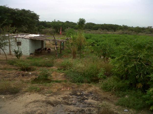 VENDO TERRENO AGRICOLA EN CHEPEN