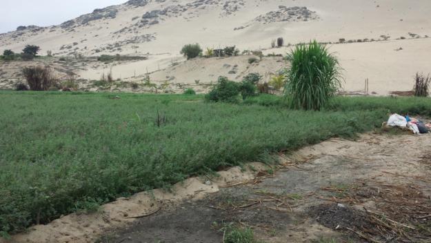 Terreno fértil en Trujillo Conache con tuberías que llevan agua