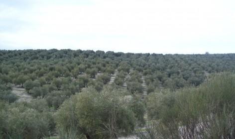 Remate de terreno de olivos en produccion por salud