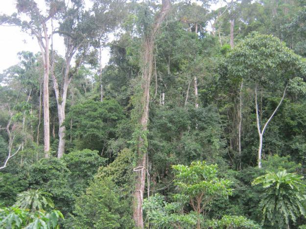 30 HA TERRENO DE MONTAÑA