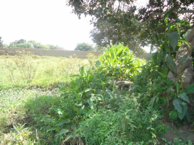 CAMPIÑA MOCHE REMATO 369 M2. c/.AGUA POTABLE, LUZ, CARRETERA