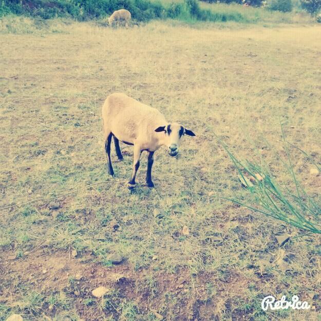 Vendo terreno ubicado huancachupa centro