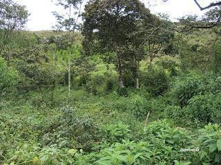 Venta de terreno de montaña en Distrito de Teniente César Lopez Shucshuyacu, Yurimaguas