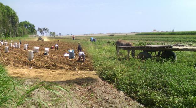 Vendo 40,000m2. terreno de cultivo A 1, en