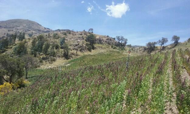 Se vende terreno agricola con minuta