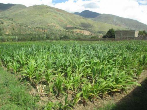 terreno en el valle 100 dolares metro cuadrado