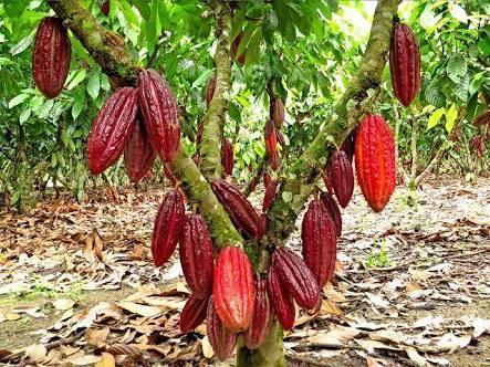 terreno con cultivo de cacao