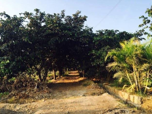 TERRENO PLANO CON ARBOLES FRUTALES Y DE 500 M2