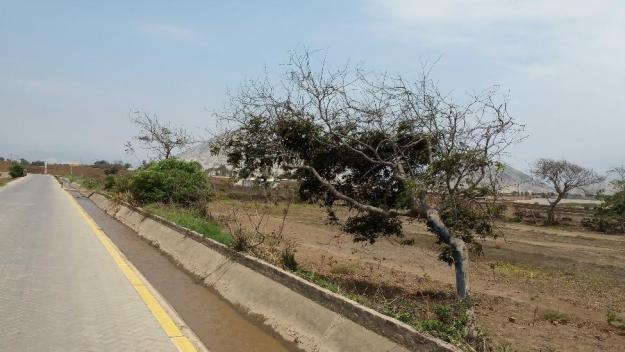 Terreno de 3800 m2, y 3000 m2, en Campiña de Moche, con pozo de agua en rrpp