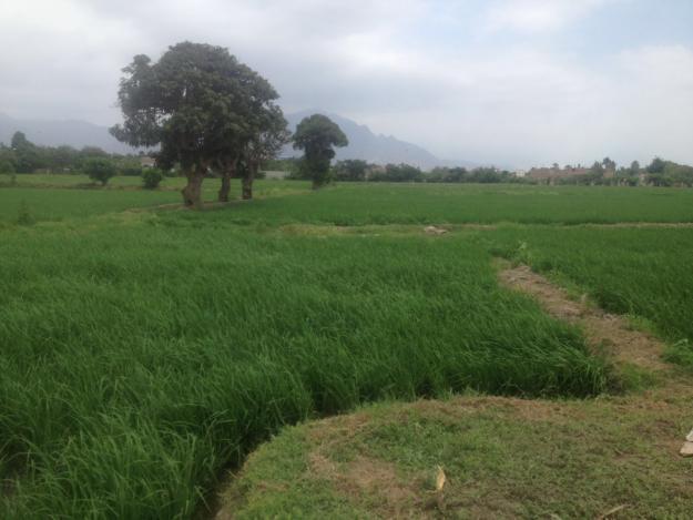 TERRENO AGRÍCOLA EN