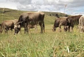 Terrenos para agricultura o crianza de ganado mejorado