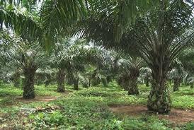 Terreno de Palma Aceitera Neshuya Pucallpa