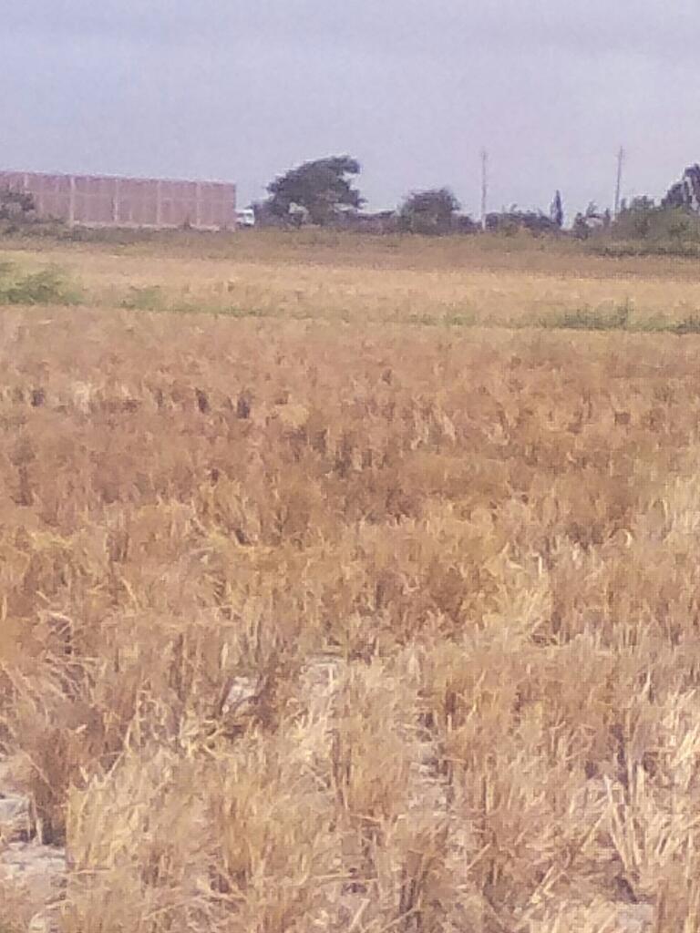 Se vende terreno de cultivo de arroz