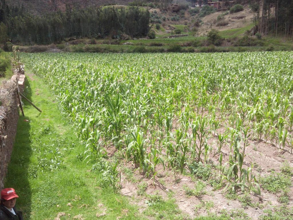 VENTA DE TERRENO EN PISAC