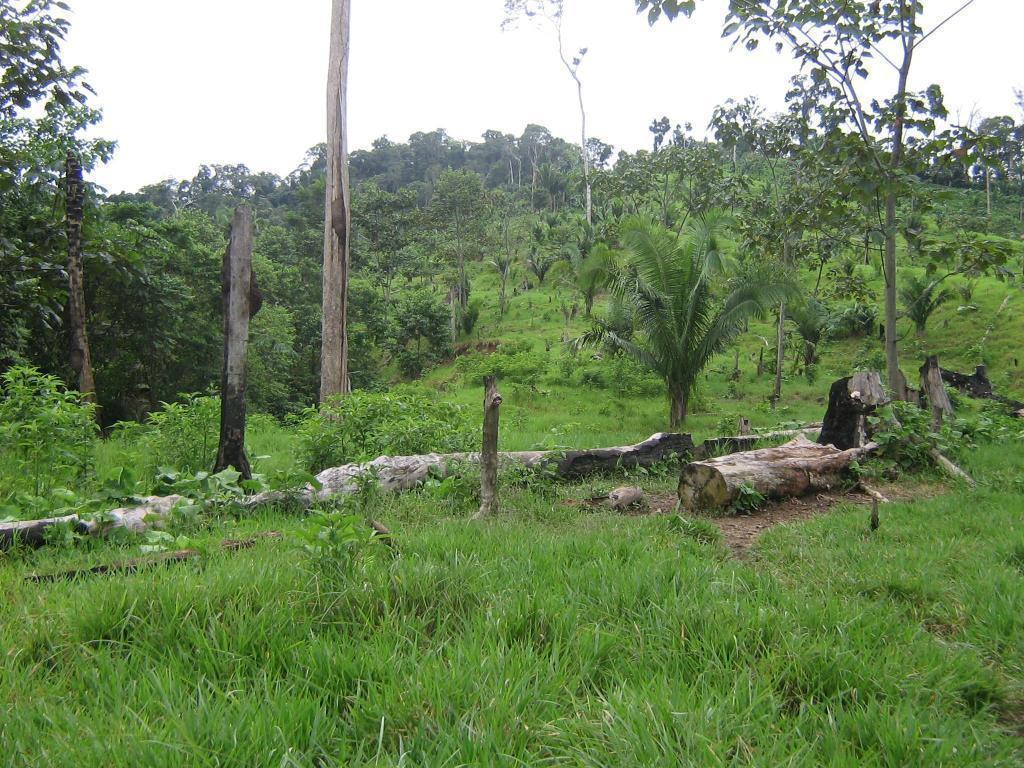 Terreno en la Selva