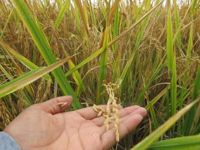 ocasión remato terreno agricola 5.8 Hectareas