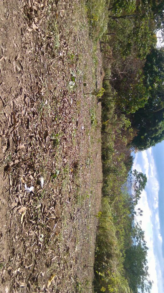 Terreno urbano en banda de shilcayo