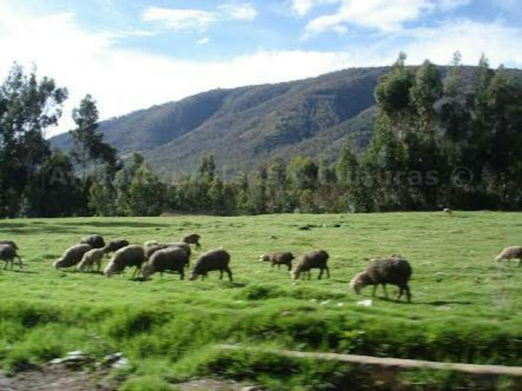 VENTA DE TERRENO EN HUANCAYO CONCEPCIÓNOCASIÓN ÚNICA POR VIAJE