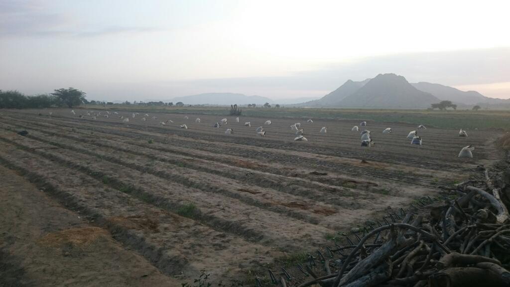 Terreno para Arroz 3.5 hectareas Talambo