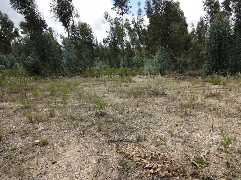 Terreno rural inscrito en SUNARP 1,350 m²