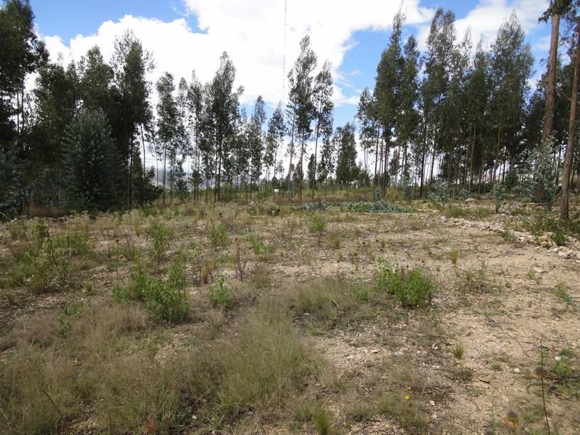 Terreno rural inscrito en SUNARP 1,350 m²