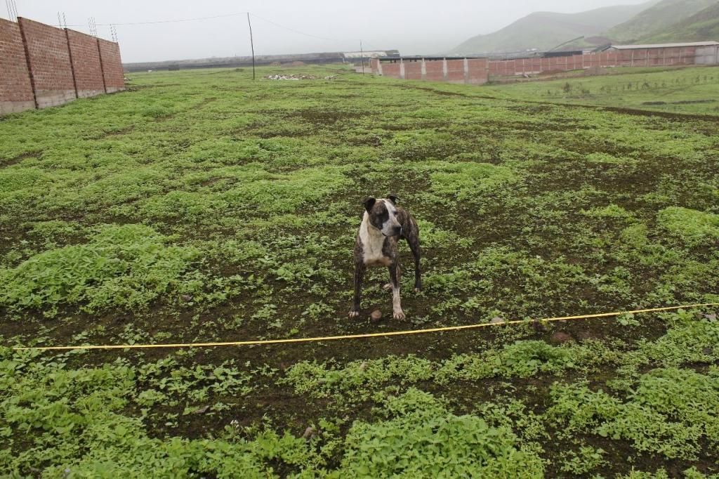 TERRENO EN CUCUYA A 5 MIN DE PACHACAMAC 311.5 m2