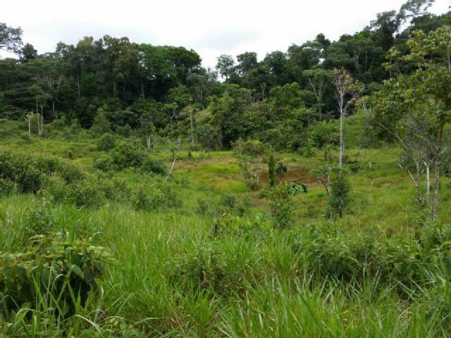 vendo tierras agricolas en Iquitos carretera Nauta