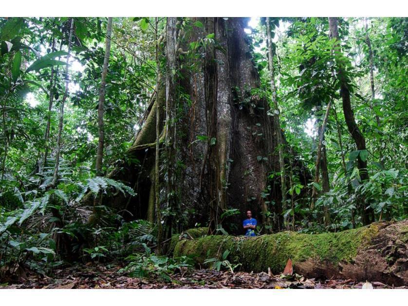selva virgen tierra inversión en venta en selva peruana
