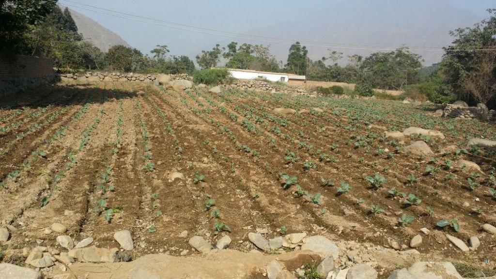 se vende terreno en Pedregal carretera a simbal