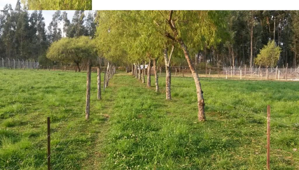 VENDO TERRENO CERCA AL AEROPUERTO EL TRIUNFO