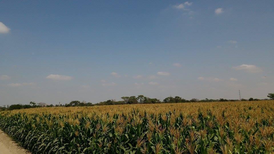 Vendo 10 HECTAREAS DE TERRENO EN JAYANCA