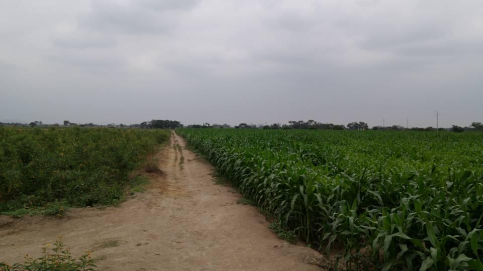 Vendo 10 HECTAREAS DE TERRENO EN JAYANCA