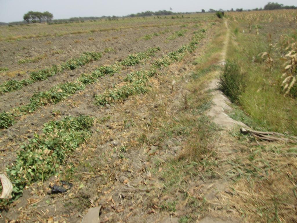 EN LAMBAYEQUE OFERTA TERRENO ARROCERO CON PLAN DE CULTIVO 11 HA PRECIO POR HECTAREA S/.37.000 NUEVOS SOLES