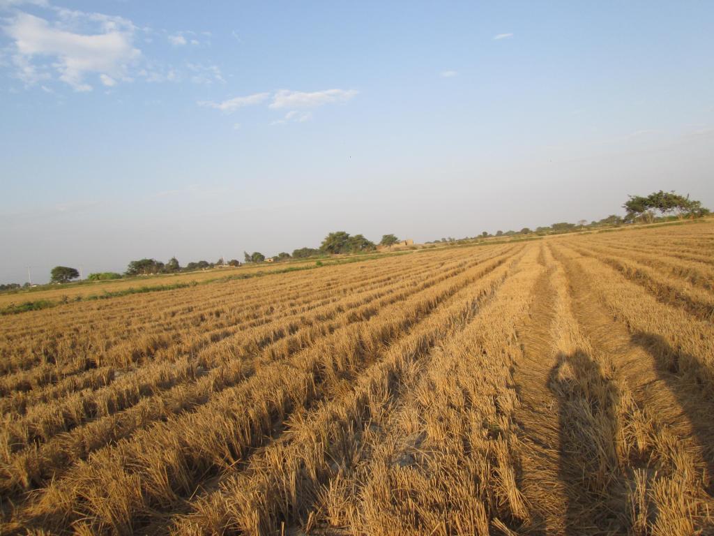 EN LAMBAYEQUE OFERTA TERRENO ARROCERO CON PLAN DE CULTIVO 11 HA PRECIO POR HECTAREA S/.37.000 NUEVOS SOLES