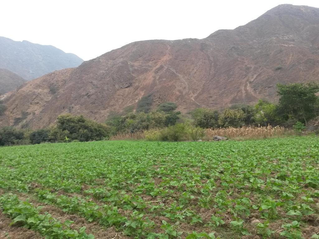 Pedregal ,  , 2 hectareas, vendo terreno por lotes para Casas de campo