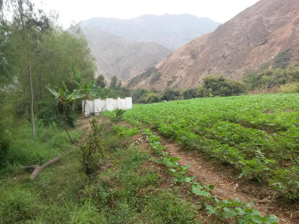 Pedregal ,  , 2 hectareas, vendo terreno por lotes para Casas de campo