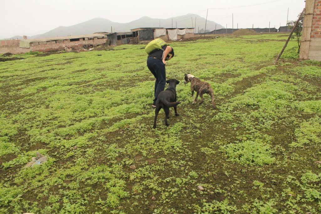 TERRENO EN CUCUYA A 10 MIN DE PACHACAMAC 311.5 m2