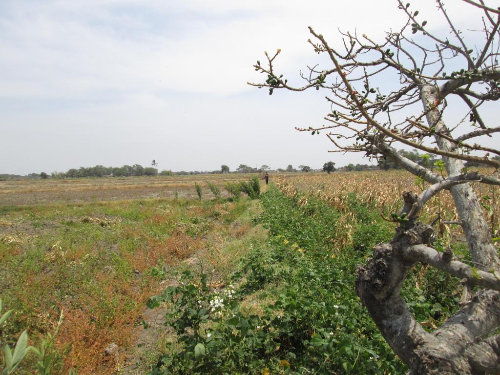 gran remate 10 hectares de terreno arrocero en el distrito de mochumi departamento de lambayeque oferta S/.33.000 ha
