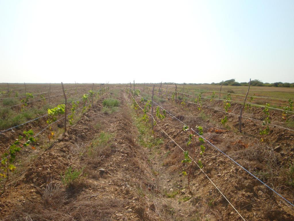 Gran Oportunidada de Terrenos Agricolas en Chocope